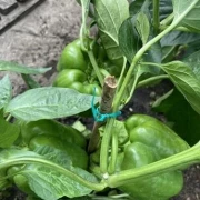Paprika, gross, grün