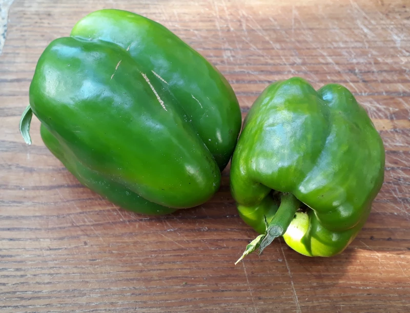 Paprika, gross, grün