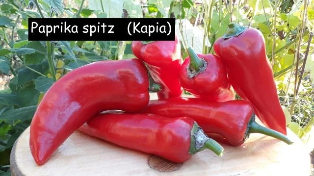 Paprika spitz   Kapia
