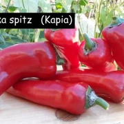Paprika spitz   Kapia