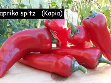 Paprika spitz   Kapia