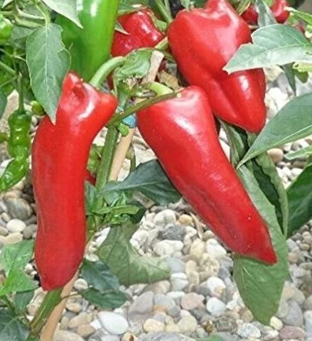 Paprika spitz   Kapia