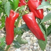 Paprika spitz   Kapia