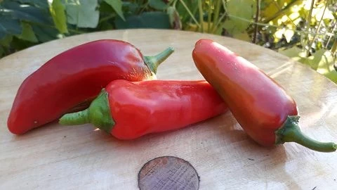 Paprika spitz   Kapia