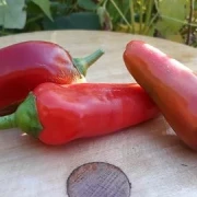 Paprika spitz   Kapia
