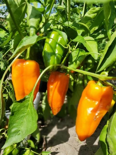 Paprika, spitz, orange.