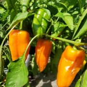 Paprika, spitz, orange.