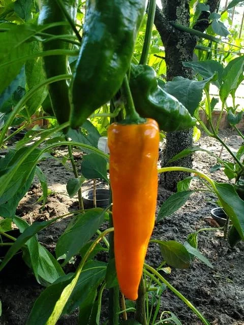 Paprika, spitz, orange.