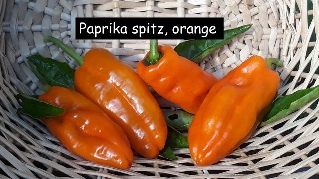Paprika spitz, orange