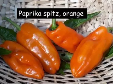 Paprika spitz, orange