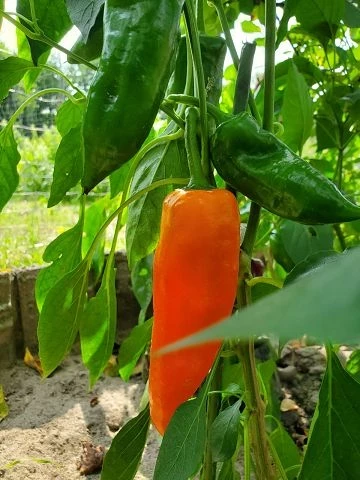 Paprika spitz, orange