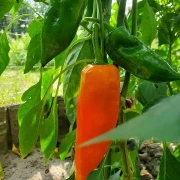 Paprika spitz, orange