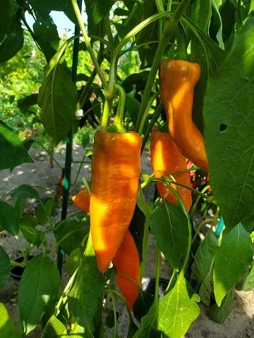 Paprika spitz, orange