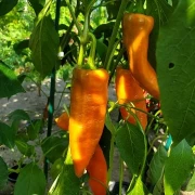 Paprika spitz, orange