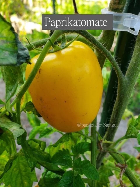 Paprikatomate