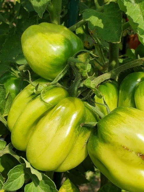 Paprikatomate