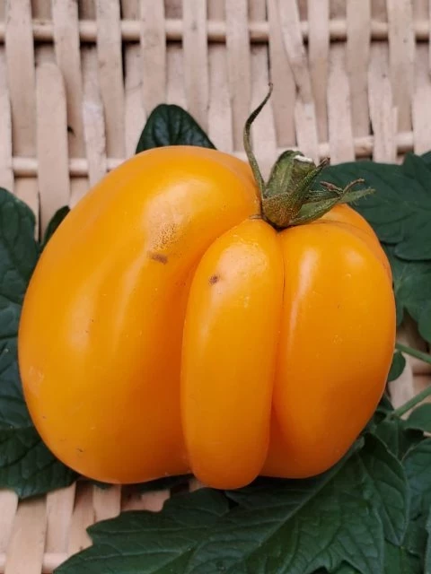 Paprikatomate