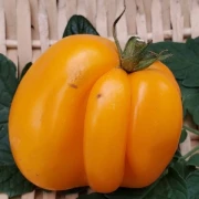 Paprikatomate