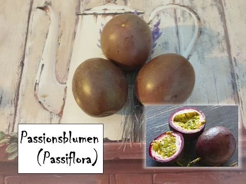 Passionsblumen (Passiflora) (2)