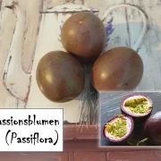 Passionsblumen (Passiflora) (2)