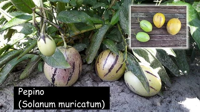 Pepino-Melone (Solanum muricatum) (2)