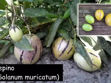 Pepino-Melone (Solanum muricatum) (2)