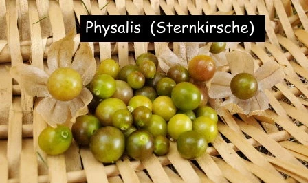 Physalis  (Sternkirsche)