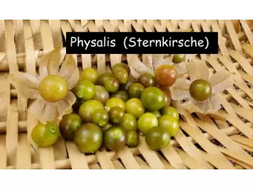 Physalis  (Sternkirsche)