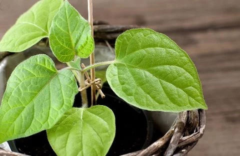 Physalis (Kapstachelbeere)