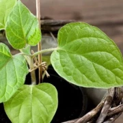 Physalis (Kapstachelbeere)