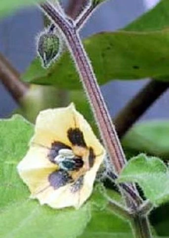 Physalis (Kapstachelbeere)