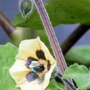 Physalis (Kapstachelbeere)