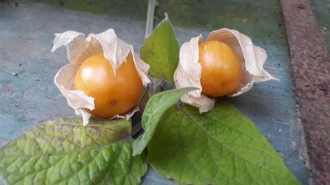 Physalis (Kapstachelbeere)