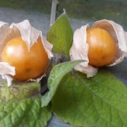 Physalis (Kapstachelbeere)