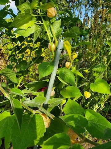 Physalis (Kapstachelbeere)