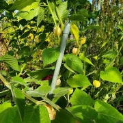 Physalis (Kapstachelbeere)