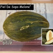 Piel De Sapo Melone