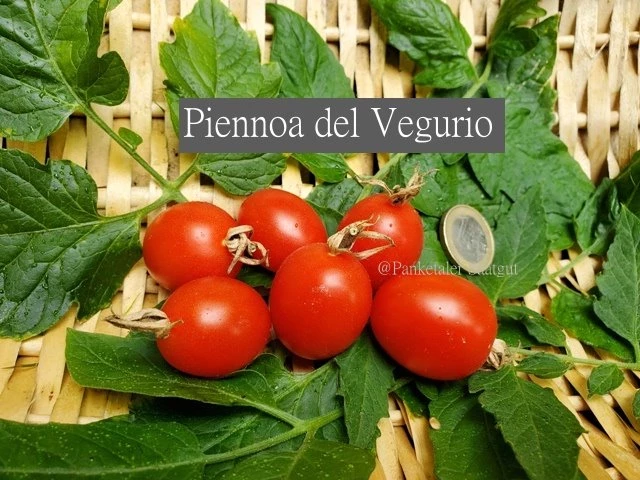Piennoa del Vegurio / Venusbrüstchen
