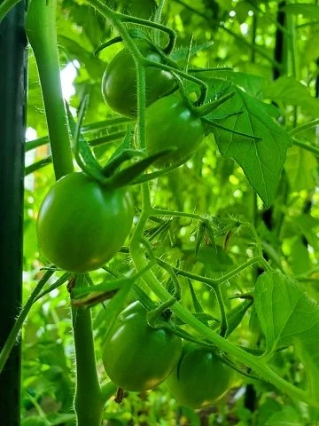 Piennoa del Vegurio