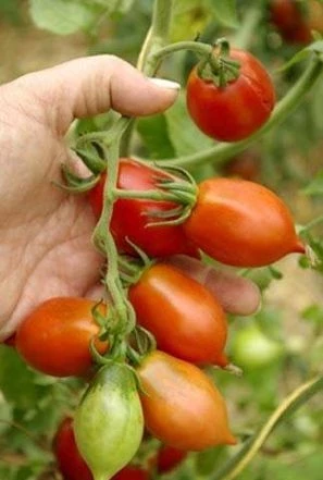 Piennoa del Vegurio