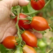 Piennoa del Vegurio