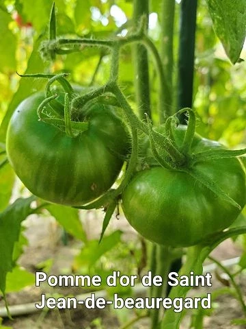 Pomme d or de Saint Jean de Beauregard