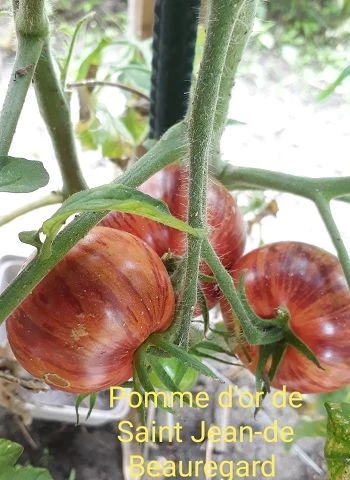 Pomme d or de Saint Jean de Beauregard