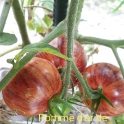 Pomme d or de Saint Jean de Beauregard