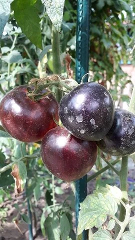 Pomme d or de Saint Jean de Beauregard