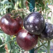 Pomme d or de Saint Jean de Beauregard