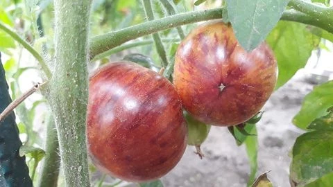 Pomme d or de Saint Jean de Beauregard