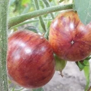 Pomme d or de Saint Jean de Beauregard
