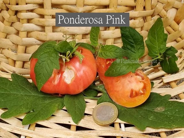 Ponderosa Pink