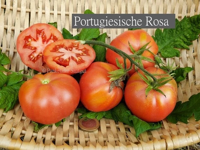 Portugiesische Rosa